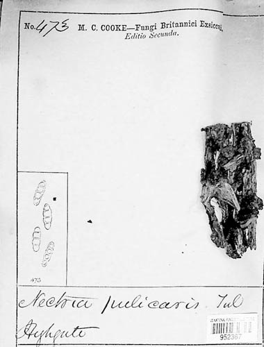 Fusarium roseum image